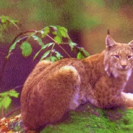 Ferienwohnung-stricker-2-1-typ-b-terrasse