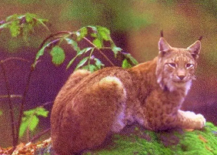 Ferienwohnung-stricker-2-1-typ-b-terrasse